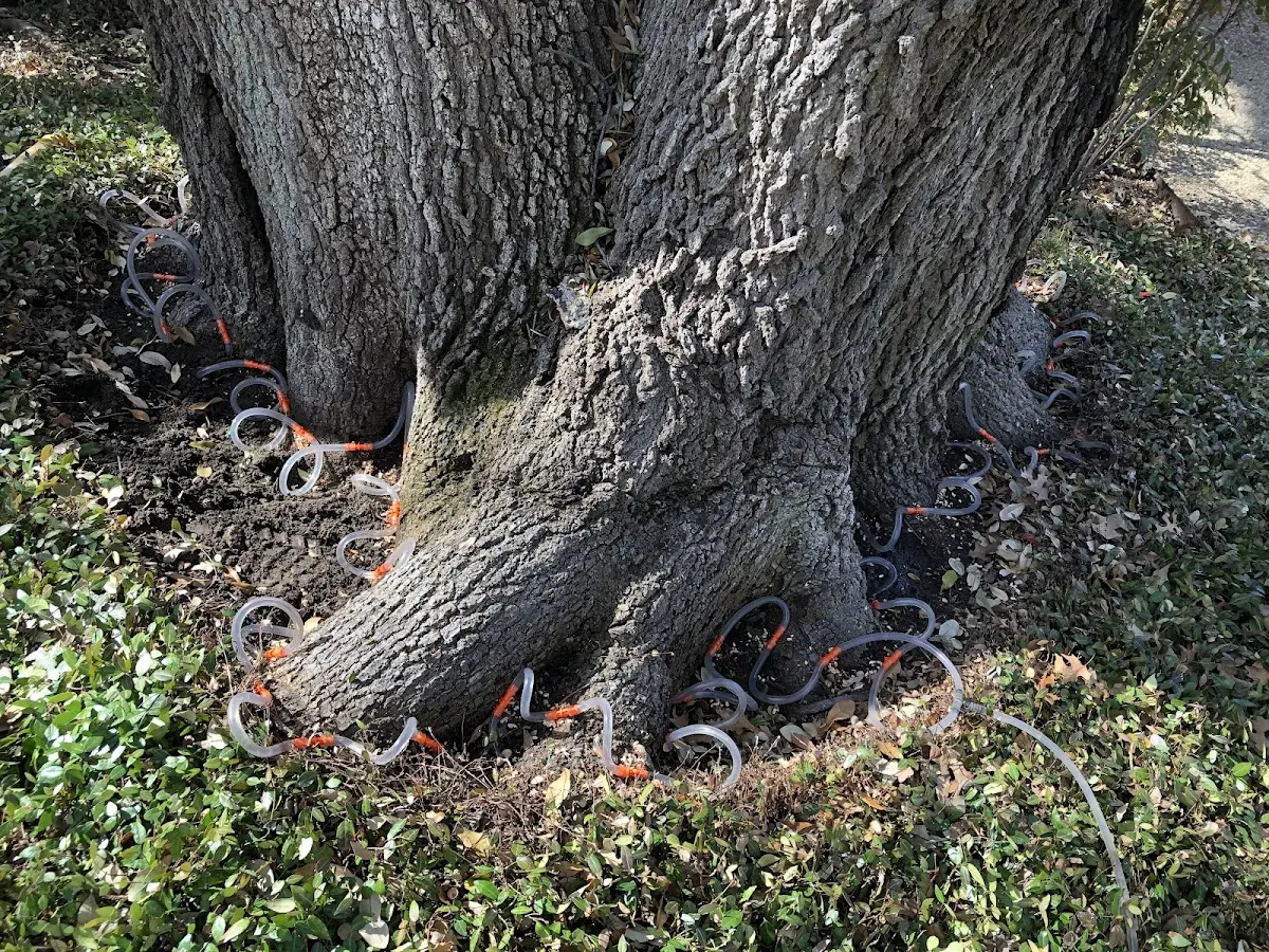 Detailed Tree Cabling and Bracing job site in Valley